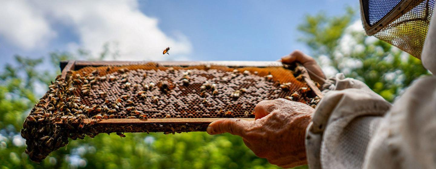 Gain new skills and learn about bee-keeping in Chaussin, France