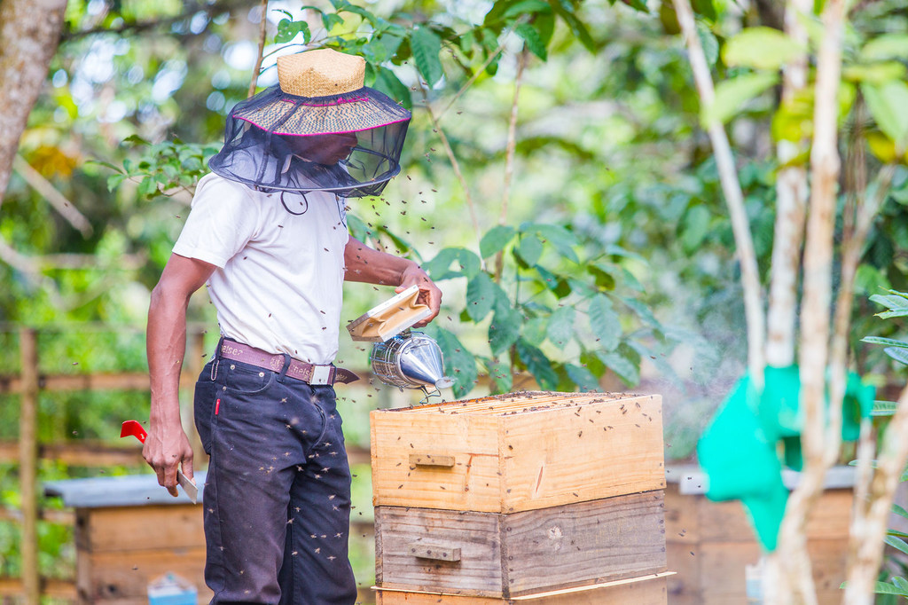 Un apiculteur de Madagascar s'occupe de sa ruche en utilisant des techniques apprises lors d'une formation sur l'adaptation au climat.