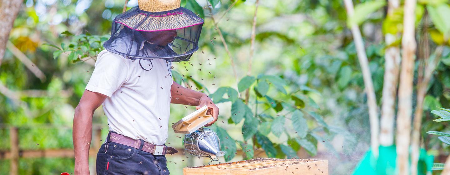 یک زنبوردار در ماداگاسکار با استفاده از تکنیک هایی که از طریق آموزش سازگاری با آب و هوا آموخته است، به کندوی زنبور خود تمایل دارد.
