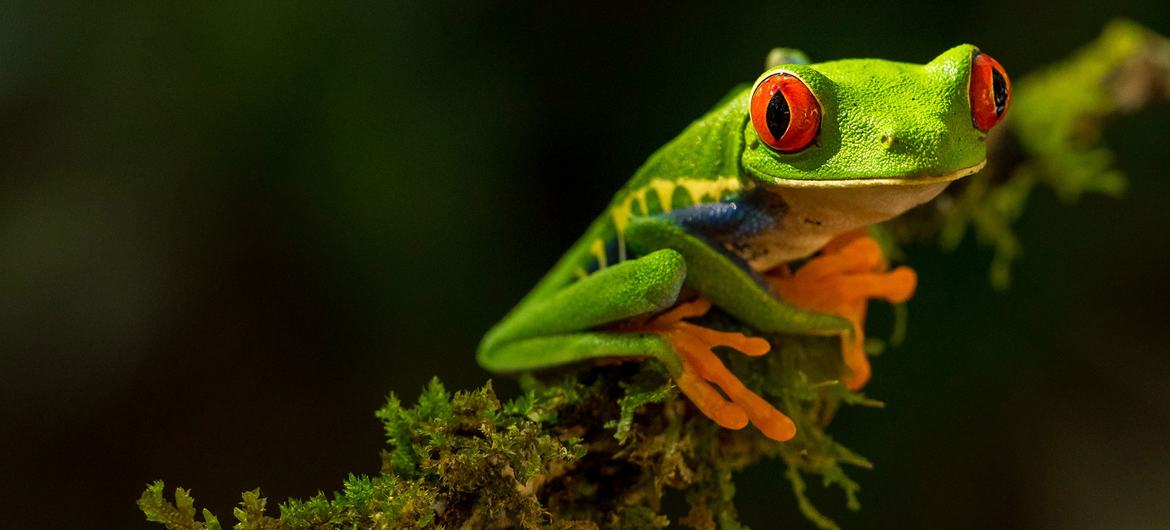 La diversité biologique est menacée dans le monde entier par le changement climatique.