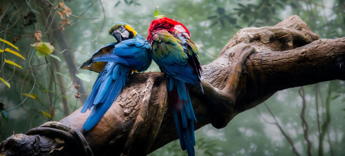 A proteção de animais, plantas, fungos e micro-organismos que prosperam nas florestas deve ser um objetivo fundamental