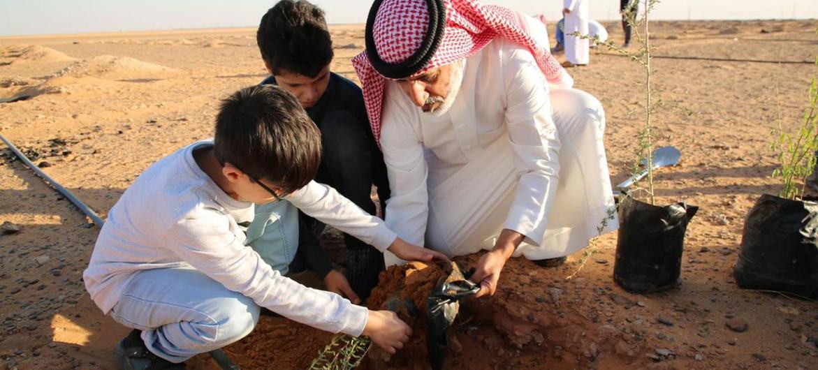 Saplings are planted Al Adhraa national park in Saudi Arabia as part of efforts to protect the land from degradation.