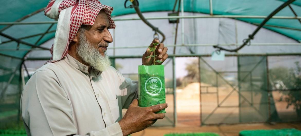 Thadiq National Park manager Abdullah Ibrahim Alissa inspects seedlings at an arboretum in the central desert of Saudi Arabia.