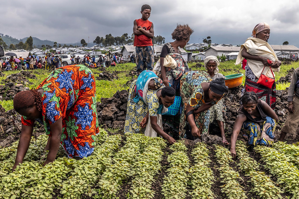 La FAO ayuda a las personas desplazadas en la República Democrática del Congo con transferencias de efectivo y asistencia agrícola.