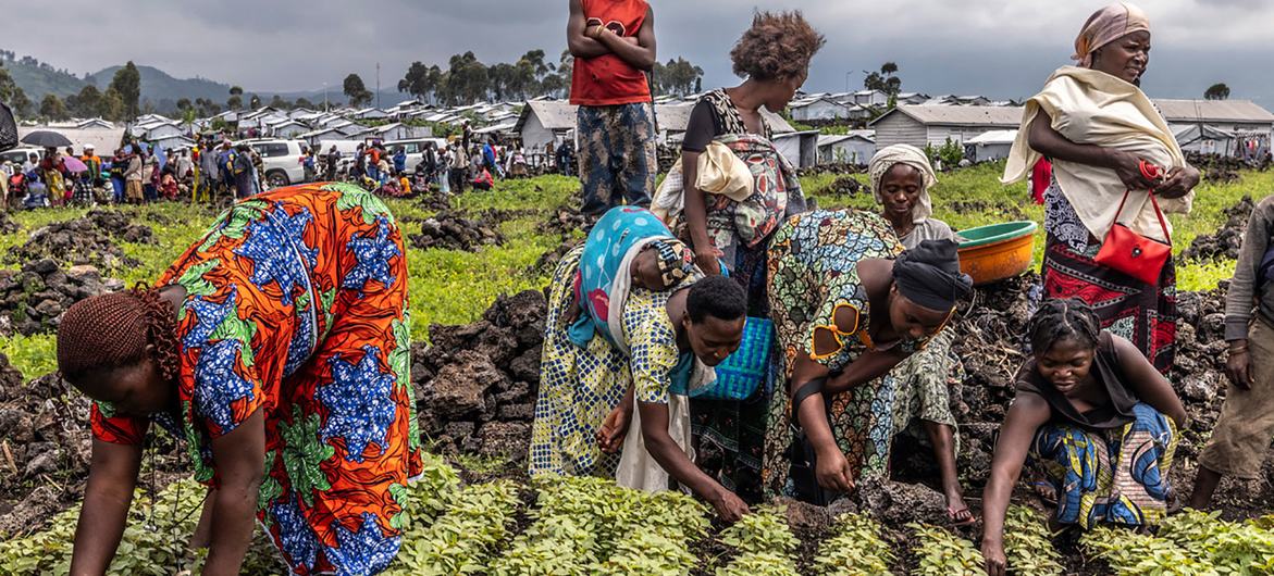 La FAO ayuda a las personas desplazadas en la República Democrática del Congo con transferencias de efectivo y asistencia agrícola. La FAO ayuda a las personas desplazadas en la República Democrática del Congo con transferencias de efectivo y asistencia agrícola.