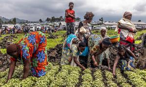FAO is assisting displaced people in DR Congo with cash transfers and agricultural assistance.