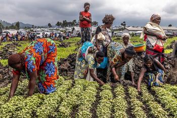 Des agricultrices en République démocratique du Congo. L’ONU estime que plus de 8 % de la population mondiale n’a pas assez à manger. Des agricultrices en République démocratique du Congo. L’ONU estime que plus de 8 % de la population mondiale n’a pas assez à manger.