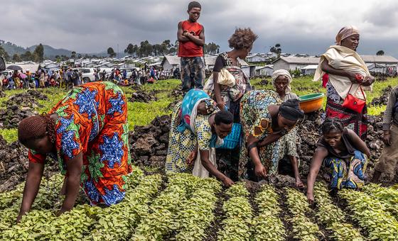 FAO is assisting displaced people in DR Congo with cash transfers and agricultural assistance.
