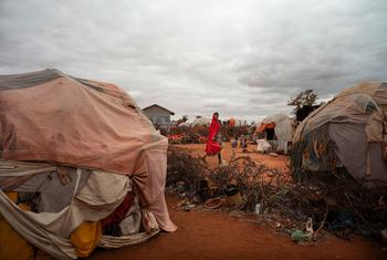 MIles de somalíes abandonan sus casas y se desplazan debido a la sequía.