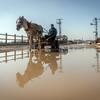 Un homme conduit un chariot tiré par des chevaux dans une rue inondée de Wadi Gaza, avec une barrière de sable visible le long de la rive du fleuve pour se protéger contre les inondations.
