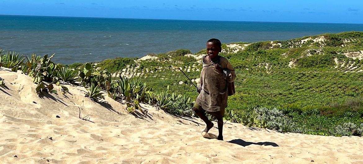 مڈگاسکر میں بنجرپن کی روک تھام کے لیے سیسل کے پودے لگائے گئے ہیں۔