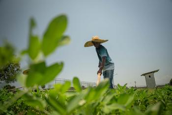 Un agriculteur dans son champ dans le nord d'Haïti.