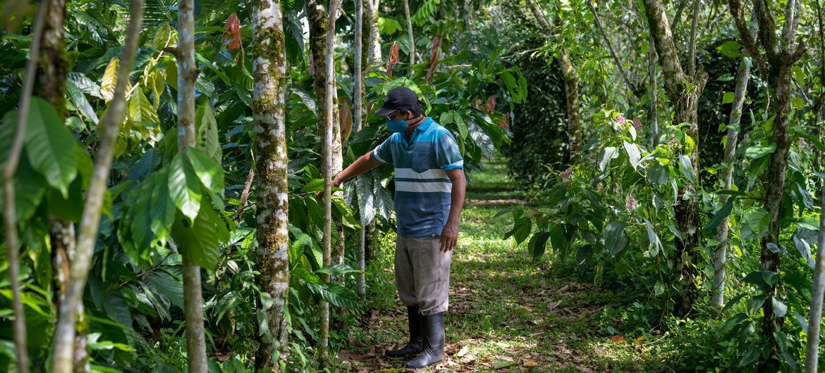El relator* especial de la ONU sobre las formas contemporáneas de la esclavitud llamó la atención de Costa Rica para modificar el pago por unidad producida y evitar las largas jornadas de trabajo.
