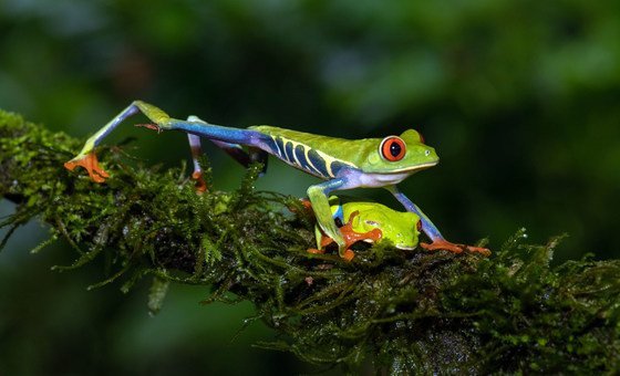 Red-eye histrion   frogs are autochthonal  to the rainfall  forests of Central America.