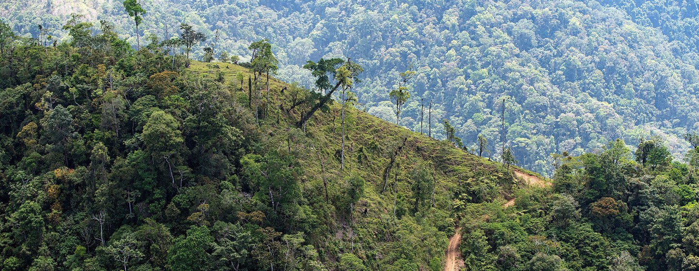 UN recognizes effort to restore South America's Atlantic Forest with  special award