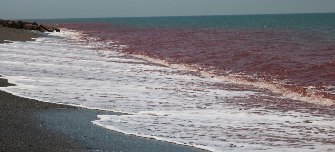 Reddish-brown water from an algae bloom washes onto a dark sandy beach.