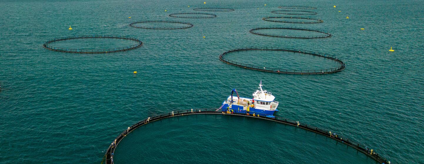 Vue aérienne de bassins d'aquaculture circulaires en mer à Berufjörður, en Islande, avec un bateau de pêche amarré à l'un des bassins.