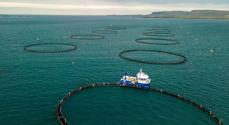 En Berufjörður, Islandia, se mantienen redes de pesca en el mar.