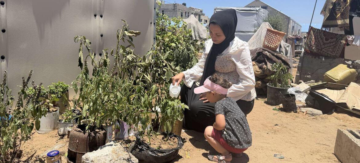 Uma mulher palestina e seu filho pequeno regam plantas do lado de fora de um contêiner do PNUD em um campo de deslocados em Gaza.