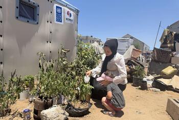 Una mujer palestina y su hijo pequeño riegan las plantas fuera de un contenedor del UNDP en un campamento de desplazados en Gaza.