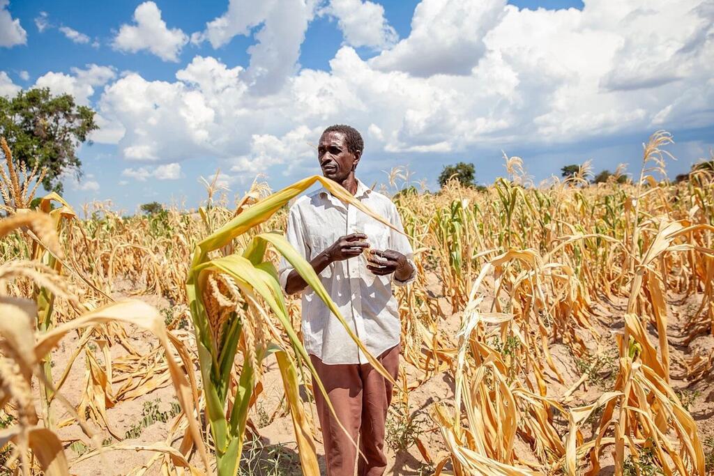 Un agriculteur se tient debout dans un champ de maïs touché par la sécheresse en Zambie.