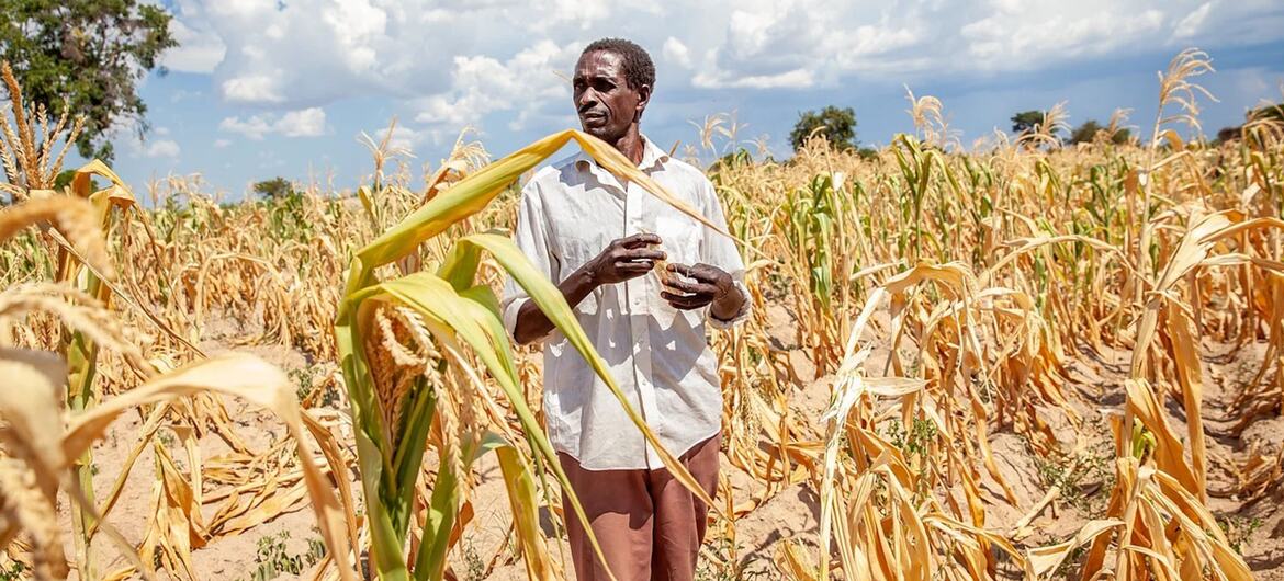 A farmer stands in a drought-affected maize field in Zambia.