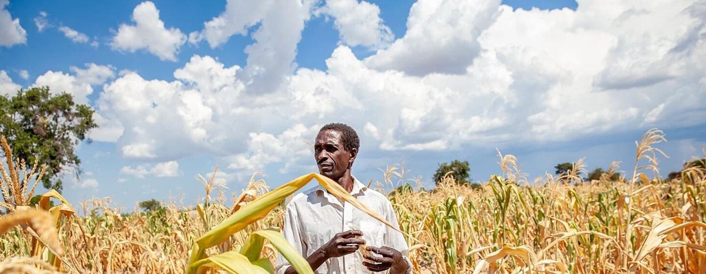 Un agriculteur se tient debout dans un champ de maïs touché par la sécheresse en Zambie.