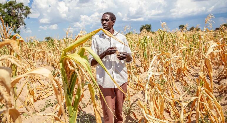 Un agriculteur se tient debout dans un champ de maïs touché par la sécheresse en Zambie.