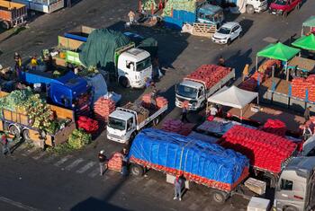 Крупный план одиночного стебля пшеницы на золотистом поле.