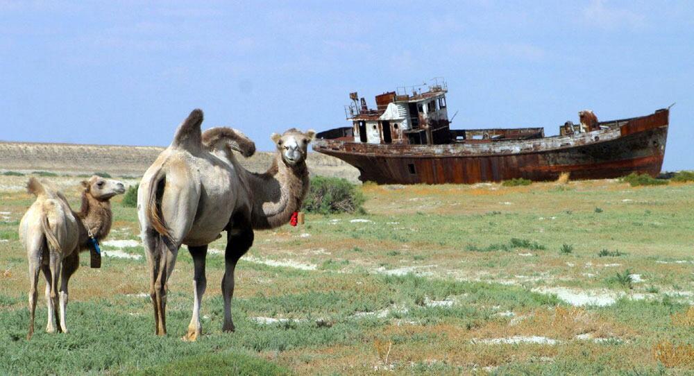 Deux chameaux se tiennent dans un champ herbeux, avec une grande épave rouillée en arrière-plan.