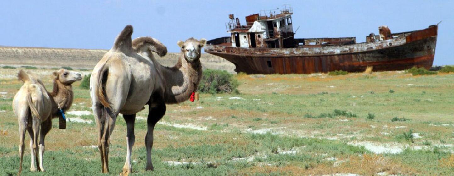 Two camels stand in a grassy field with a large, rusted shipwreck in the background.