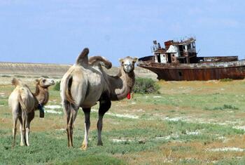 Two camels stand in a grassy field with a large, rusted shipwreck in the background.