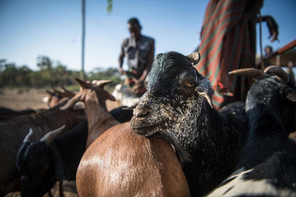 Cabras en el mercado de ganado de Lodwar, en Turkana, Kenia.