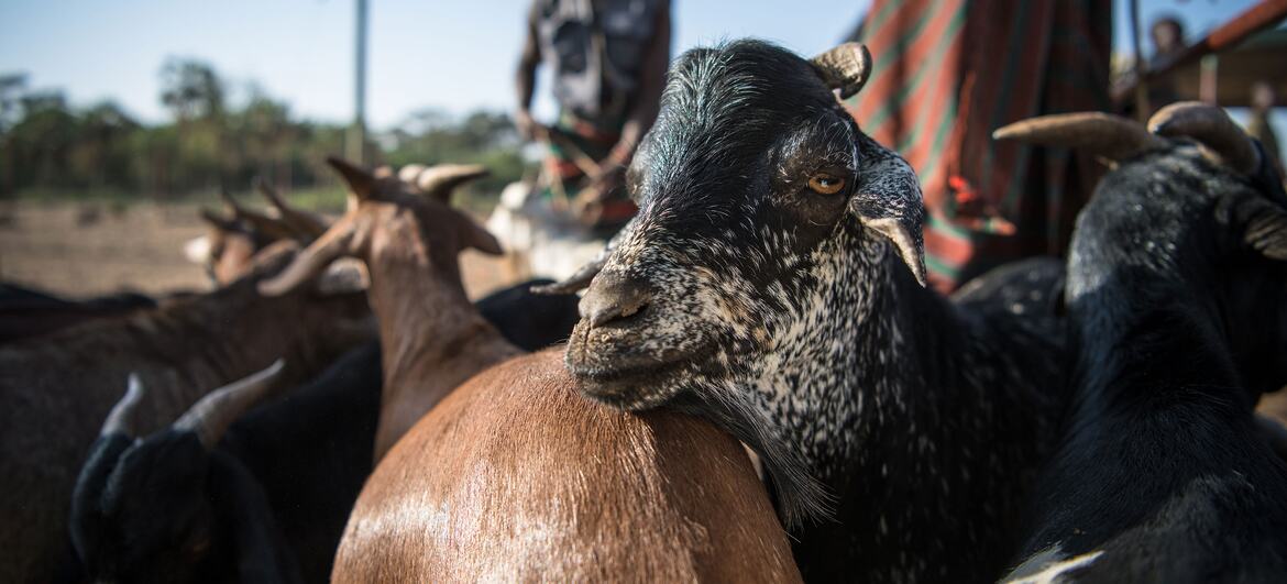 Goats at the Lodwar livestock market in Turkana, Kenya.