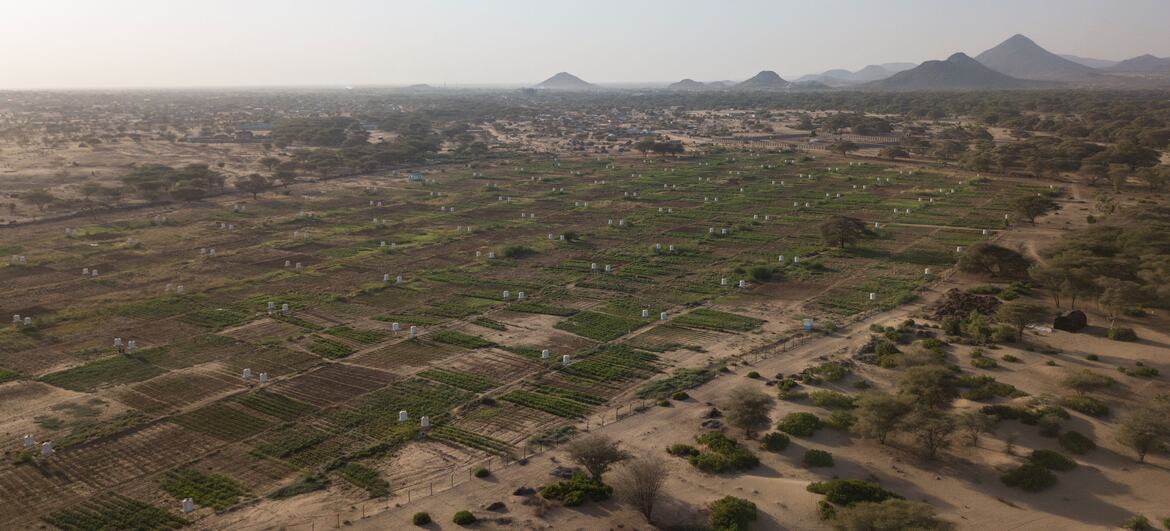 Aerial view of the Napuu drip irrigation scheme in Lodwar, showing organized agricultural plots with irrigation equipment and distant mountains.