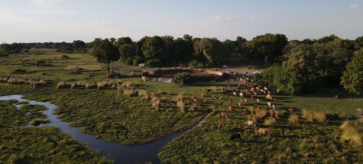 Aerial view of a herd of cattle grazing on green rangelands in Turkana, Kenya.