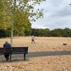 Vista de un parque en el Reino Unido, donde se aprecian la hierba seca y marrón y las hojas caídas. En primer plano, una persona está sentada en un banco, mientras que a lo lejos, otra pasea a su perro.
