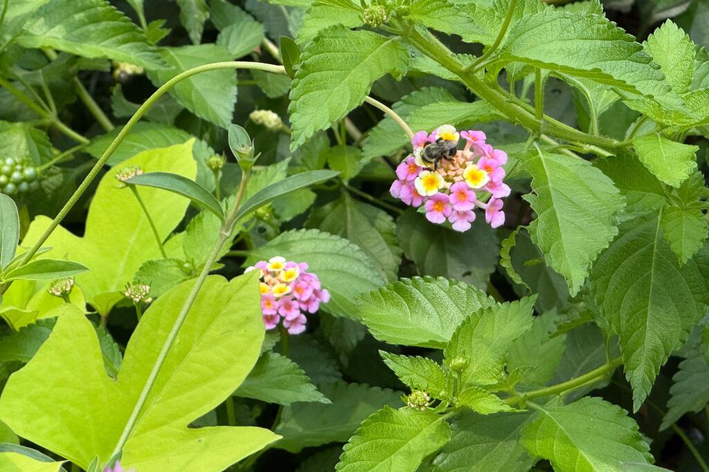 Una abeja recolecta néctar de un grupo de pequeñas flores de Lantana camara de color rosa y amarillo, entre un exuberante follaje verde.