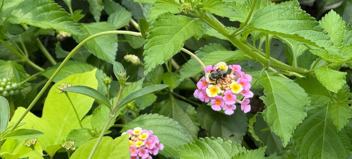 A bee collects nectar from a cluster of small pink and yellow Lantana camara flowers amidst lush green foliage.