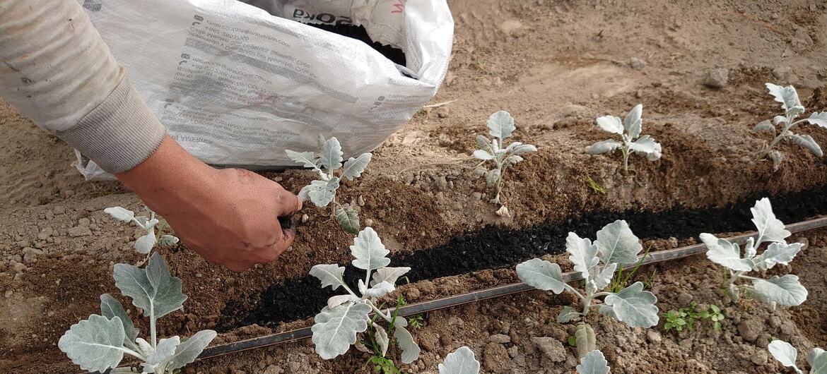 A person plants small, silvery-green leafy seedlings into a prepared furrow with a black irrigation tube.
