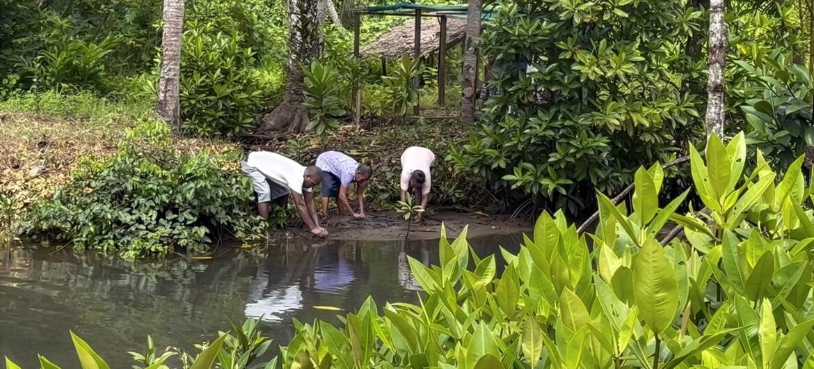 Three people planting a young mangrove tree on the muddy bank of a river in a dense, green forest.
