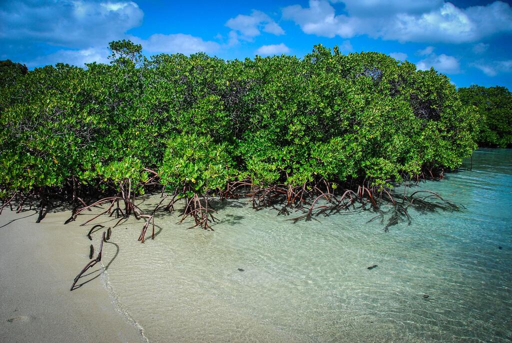 Árboles de manglar con raíces aéreas expuestas que crecen a lo largo de una orilla arenosa en aguas cristalinas de color turquesa bajo un cielo azul.