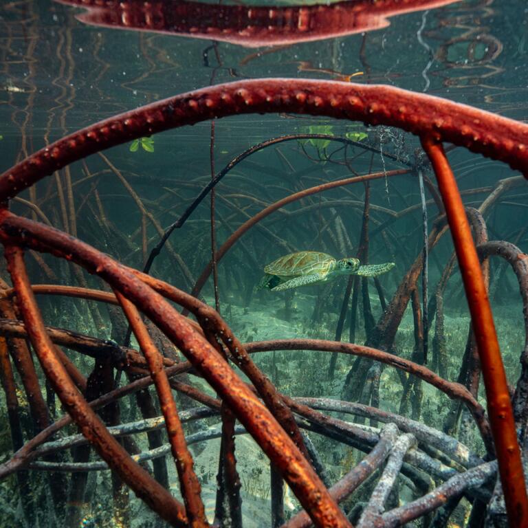 Una tortuga marina nada entre las raíces sumergidas de los manglares en aguas claras cerca de la superficie.