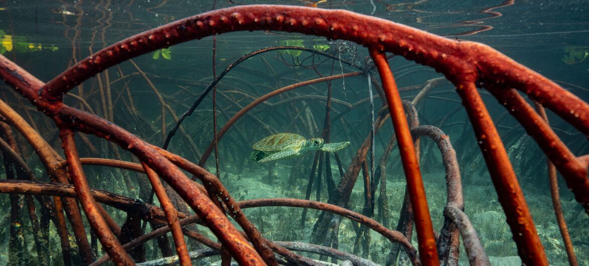 Una tortuga marina nada entre las raíces sumergidas de los manglares en aguas claras cerca de la superficie.