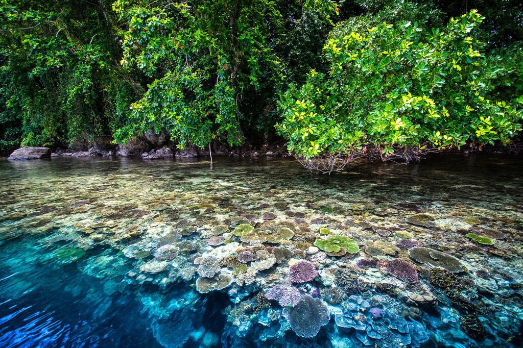 En la bahía de Kimbe, Papúa Nueva Guinea, se pueden observar manglares que se extienden sobre una laguna clara y poco profunda, con coloridas formaciones de coral visibles bajo la superficie del agua.