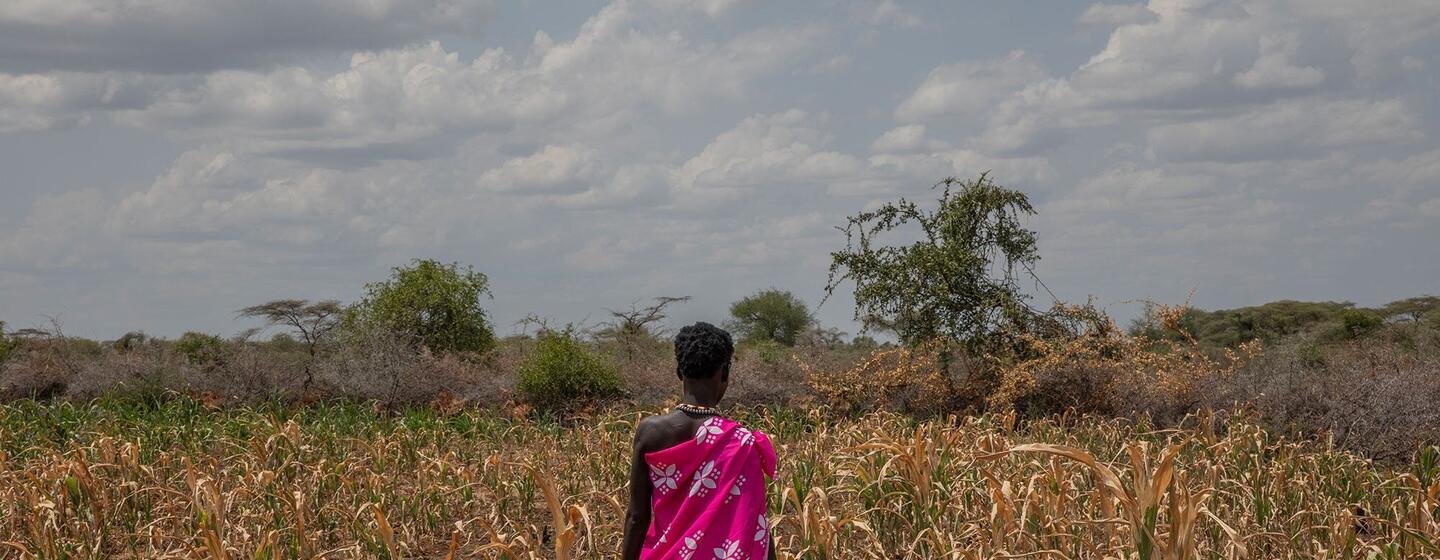 A woman wearing a pink patterned wrap walks away through a dry maize crop in an open savanna landscape under a cloudy sky.