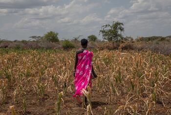 A woman wearing a pink patterned wrap walks away through a dry maize crop in an open savanna landscape under a cloudy sky.