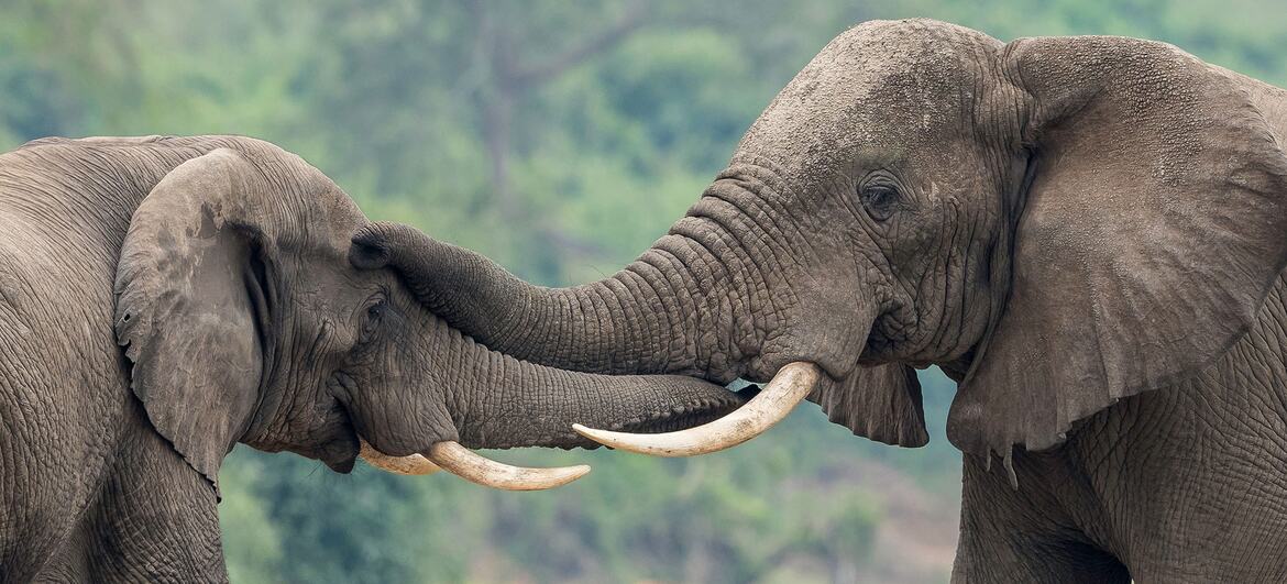 Uganda’s UN-supported wildlife forensics lab turns ivory seizures into convictions