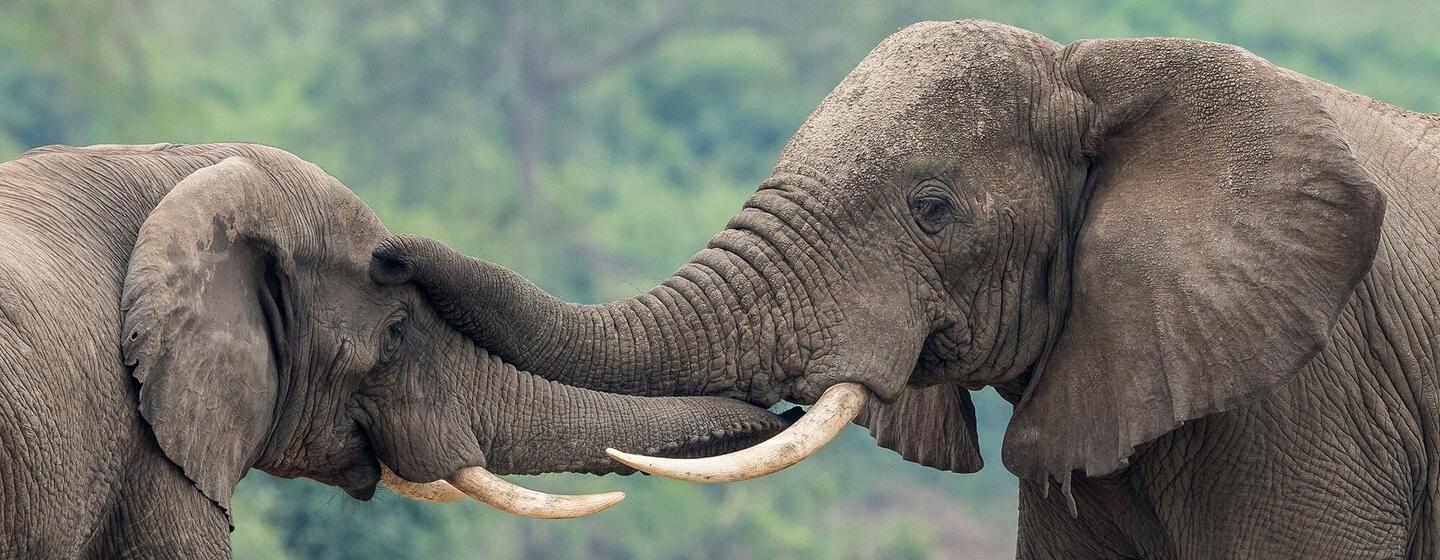 Two African elephants touch trunks and tusks in a savanna setting.