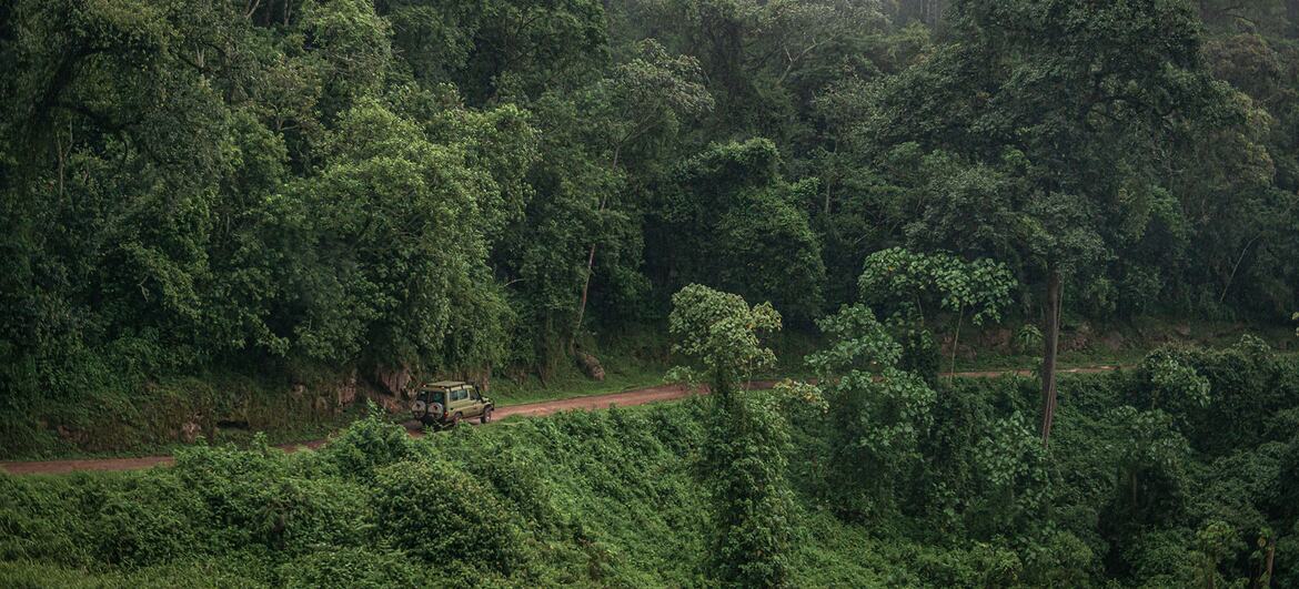 A safari vehicle drives along a dirt track through misty, dense green rainforest in Bwindi, Uganda.